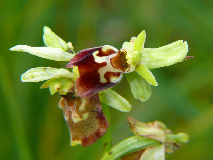 Ophrys fuciflora con disegno particolare